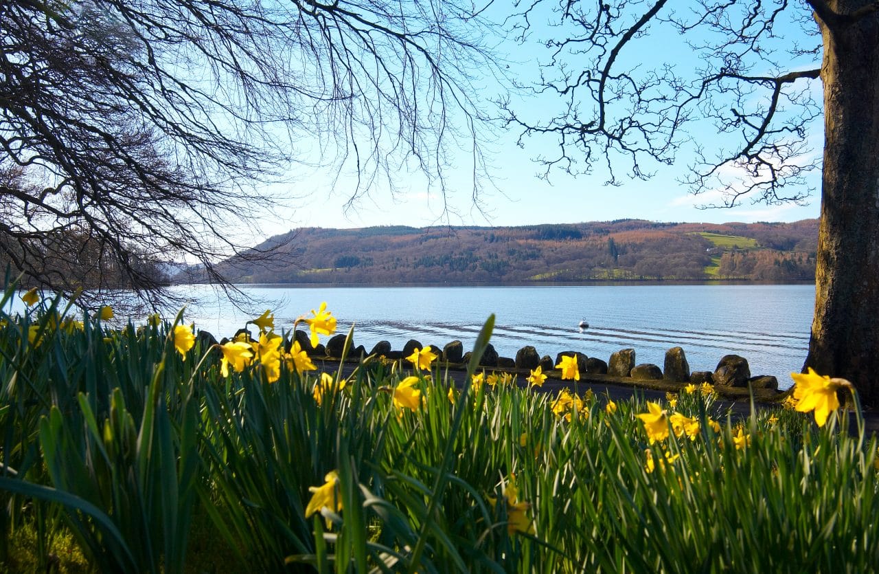 Daffodils at Lake Windermere